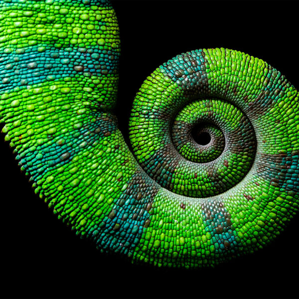 Close-up of a chameleon’s curled tail, featuring vibrant green, blue, and brown textured scales spiraling tightly against a black background.