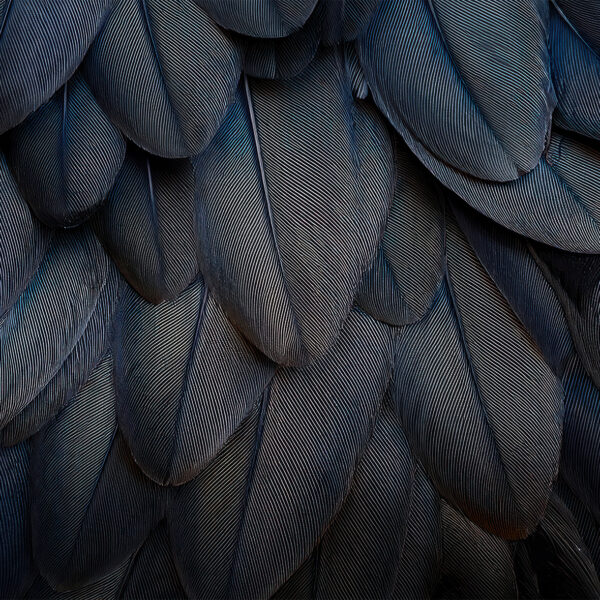 Close-up texture of layered dark blue feathers arranged in overlapping rows, showing fine linear details and subtle shading.