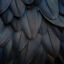 Close-up texture of layered dark blue feathers arranged in overlapping rows, showing fine linear details and subtle shading.