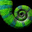 Close-up of a chameleon’s curled tail, featuring vibrant green, blue, and brown textured scales spiraling tightly against a black background.